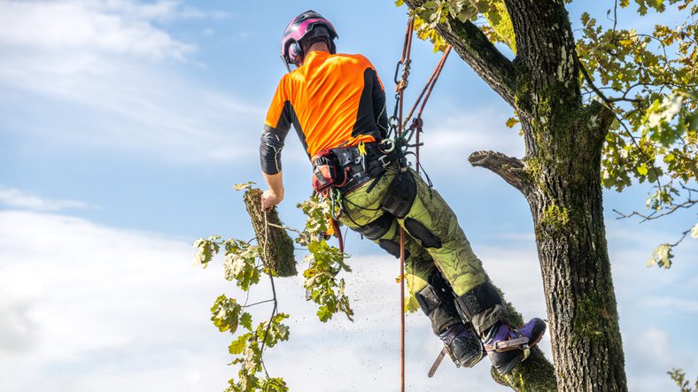 Tree surgeon cutting branches with chainsaw.